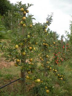 Spitzleader una delle 50 varieta  del sentiero del melo, frutta dal sapore antico e genuino 